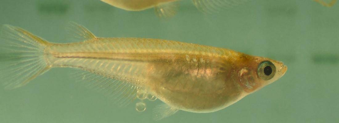 Medaka fish (Oryzias latipes)