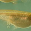 Medaka fish (Oryzias latipes)